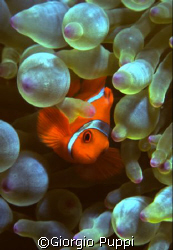 Clown Fish - Wakatobi by Giorgio Puppi 